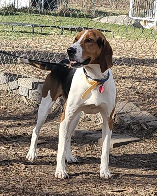 Enlarge Buddy, a Adoptable Treeing Walker Coonhound in Ringwood, NJ image 5/6
