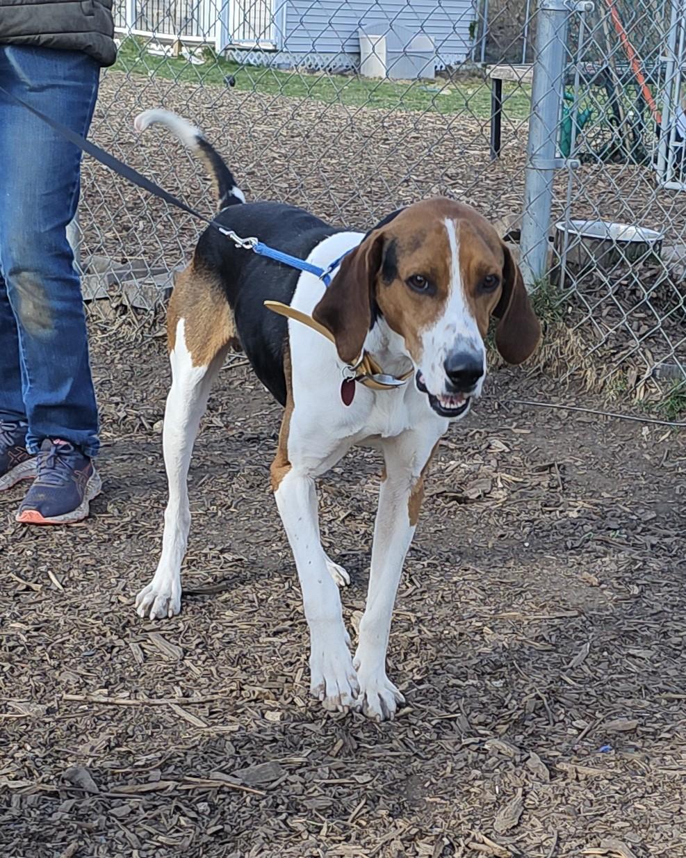 Enlarge Buddy, a Adoptable Treeing Walker Coonhound in Ringwood, NJ image 6/6
