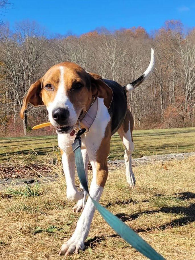 Enlarge Buddy, a Adoptable Treeing Walker Coonhound in Ringwood, NJ image 1/3