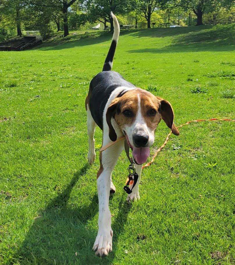 Enlarge Buddy, a Adoptable Treeing Walker Coonhound in Ringwood, NJ image 2/3