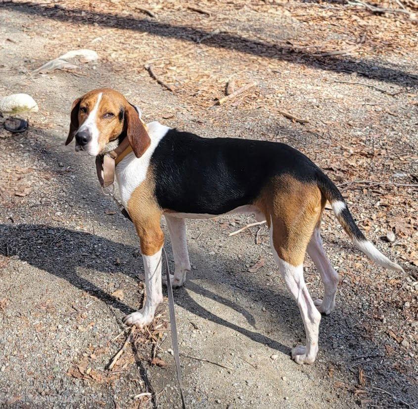 Enlarge Buddy, a Adoptable Treeing Walker Coonhound in Ringwood, NJ image 3/3