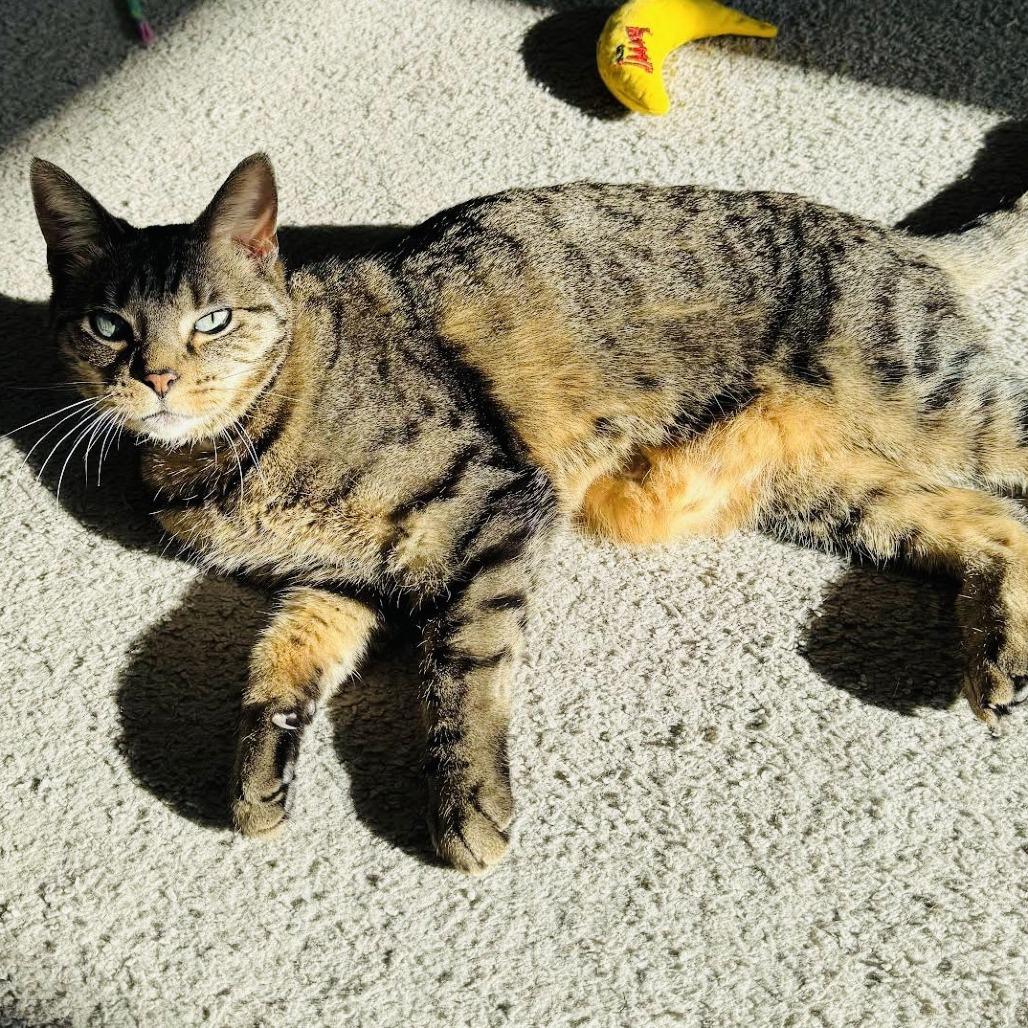 Donna C6905 — thumbnail 2