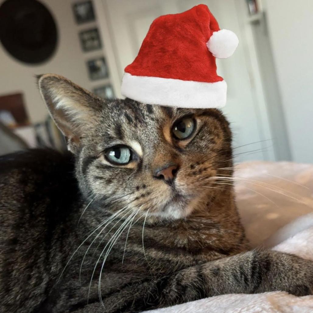 Donna C6905 — thumbnail 3