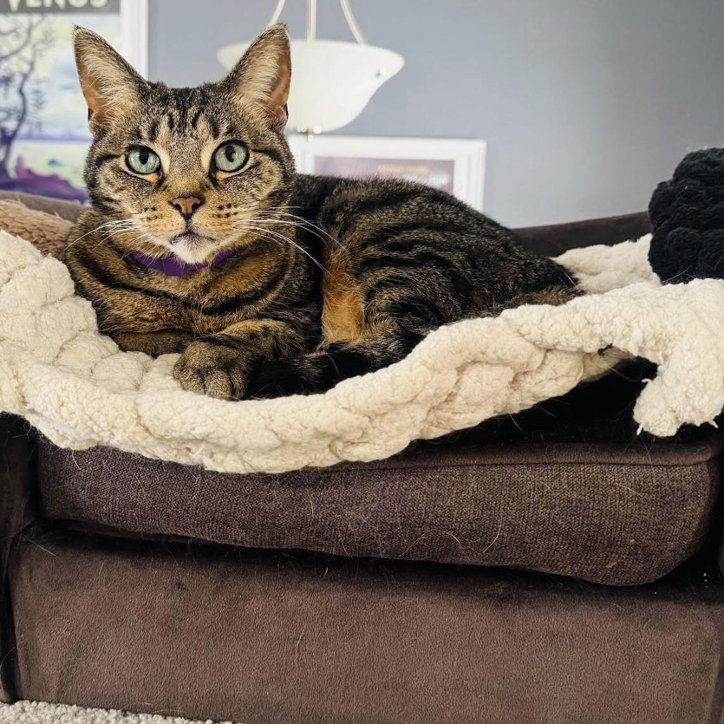 Donna C6905 — thumbnail 4