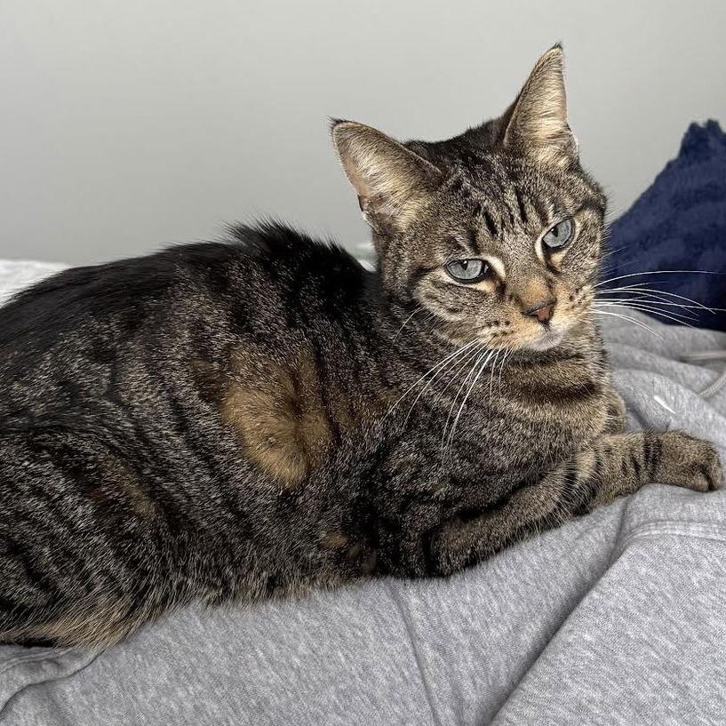 Donna C6905 — thumbnail 5