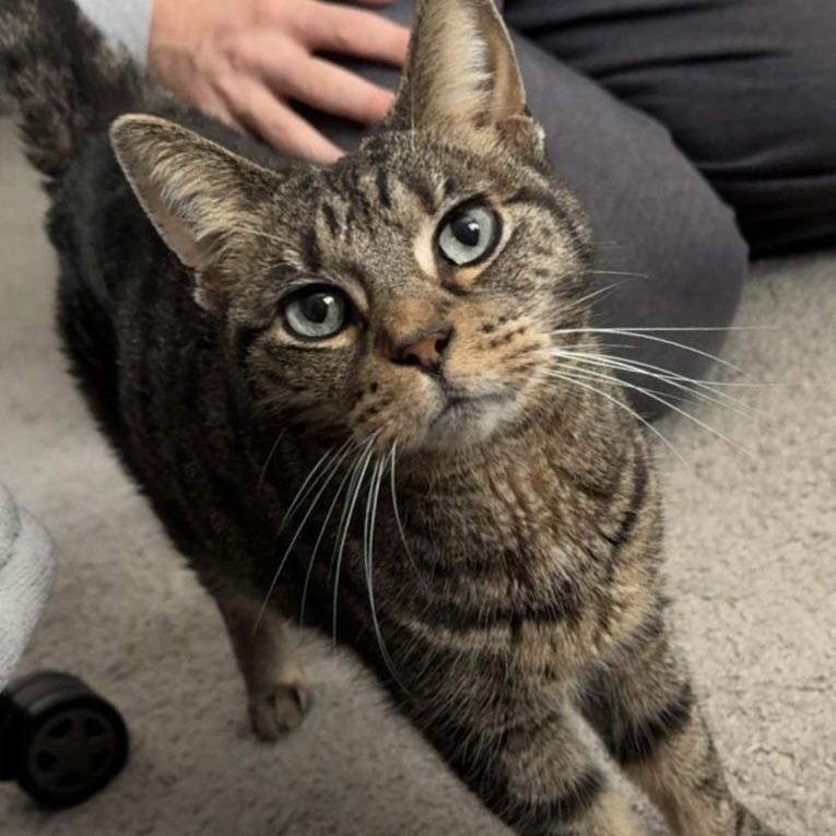 Donna C6905 — thumbnail 6