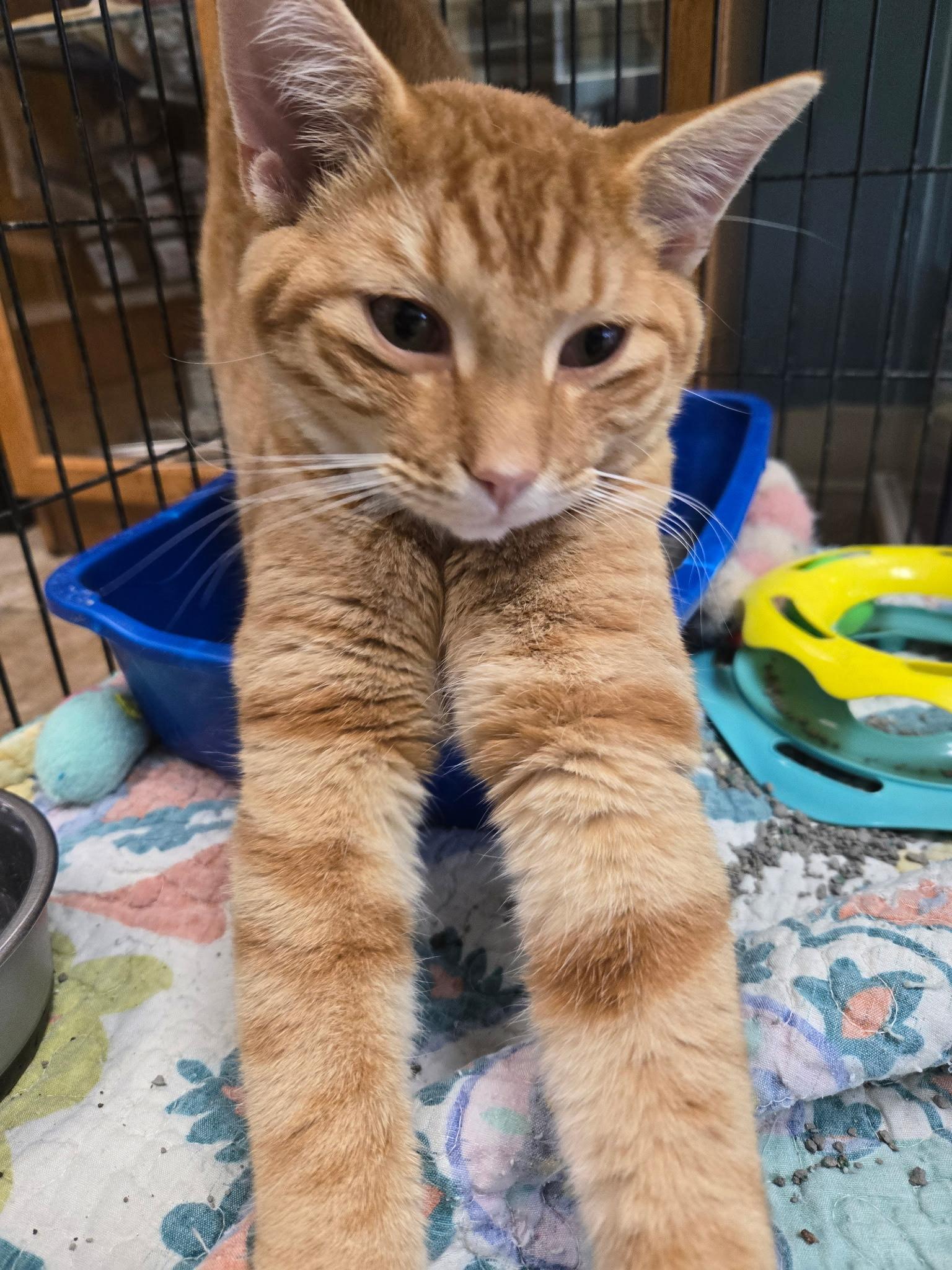 Enlarge Journey, a Adopted Domestic Short Hair in Westwood, KS image 2/3