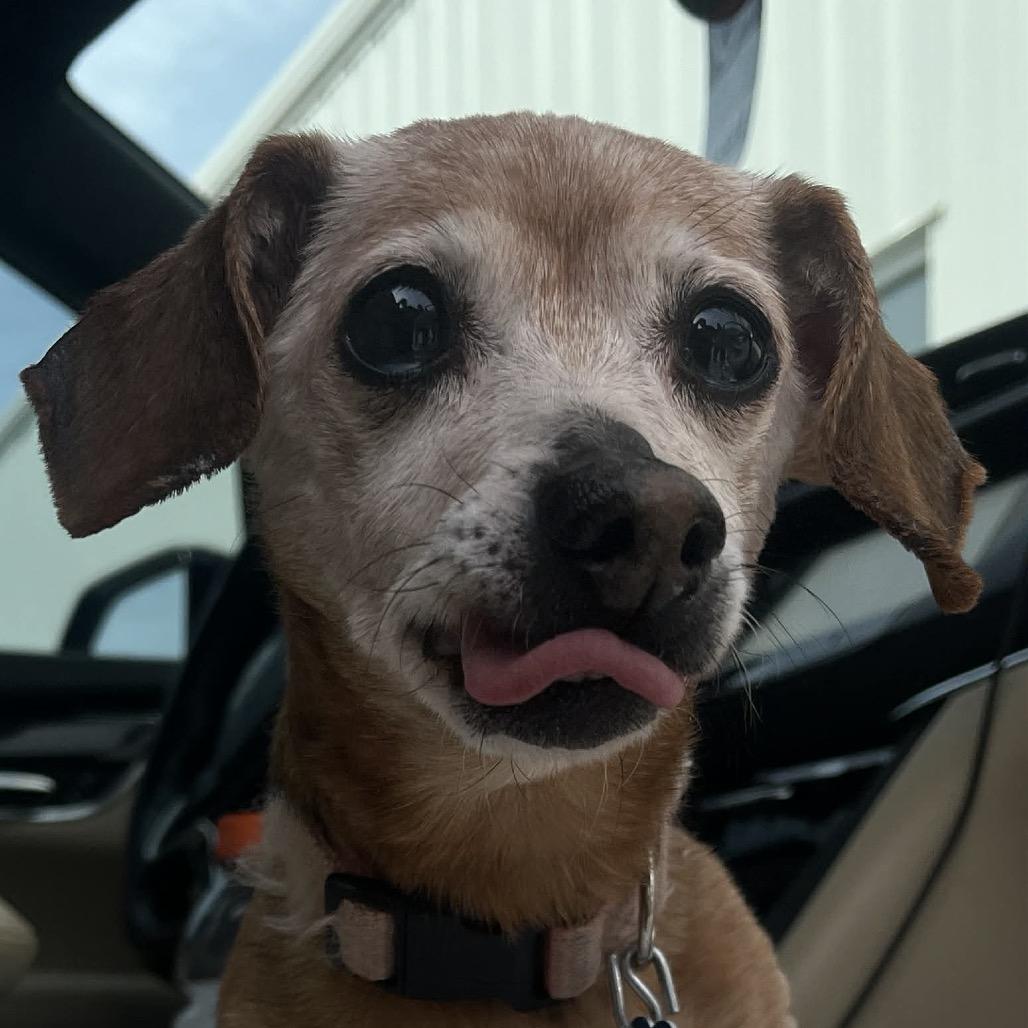 Sadie — thumbnail 2