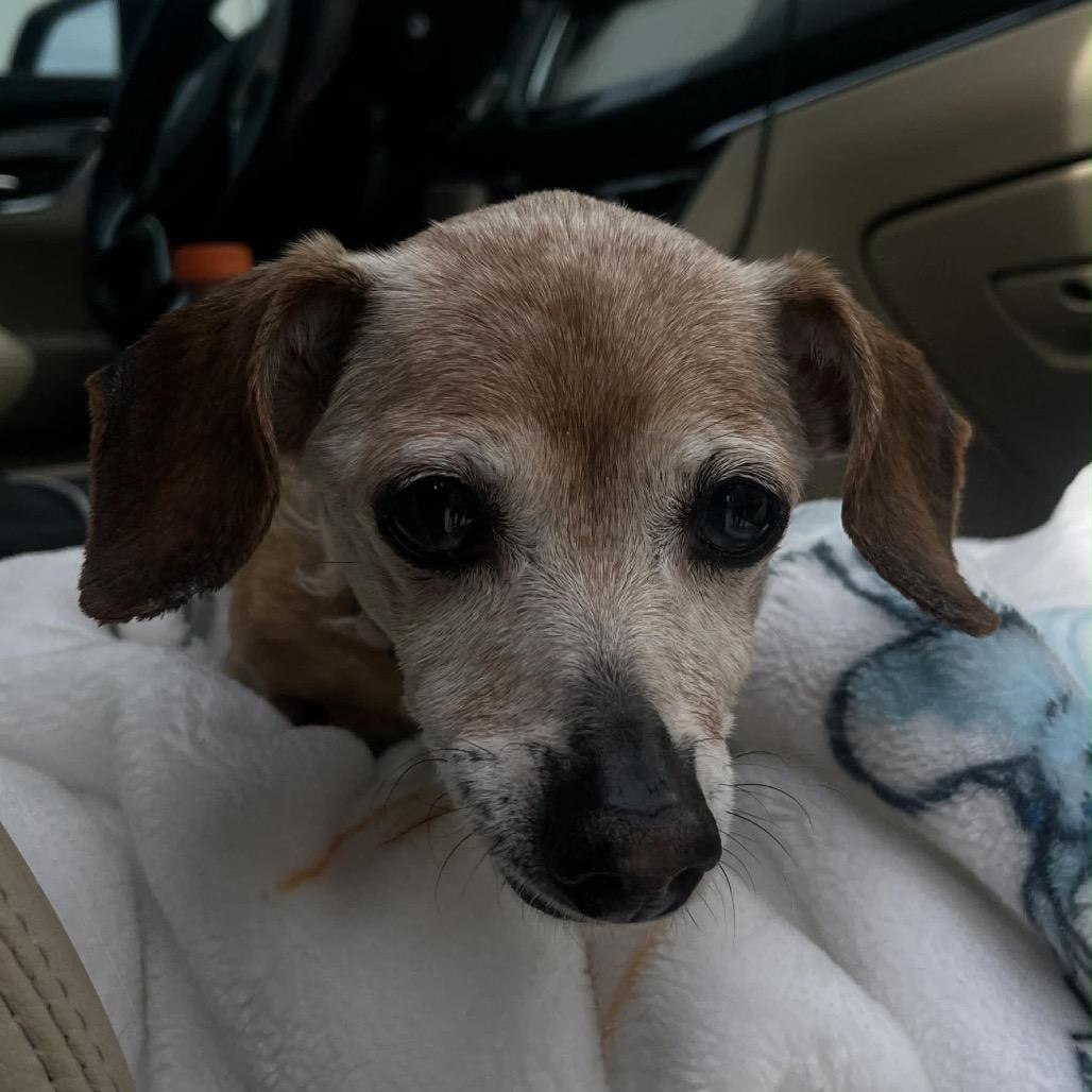 Sadie — thumbnail 3