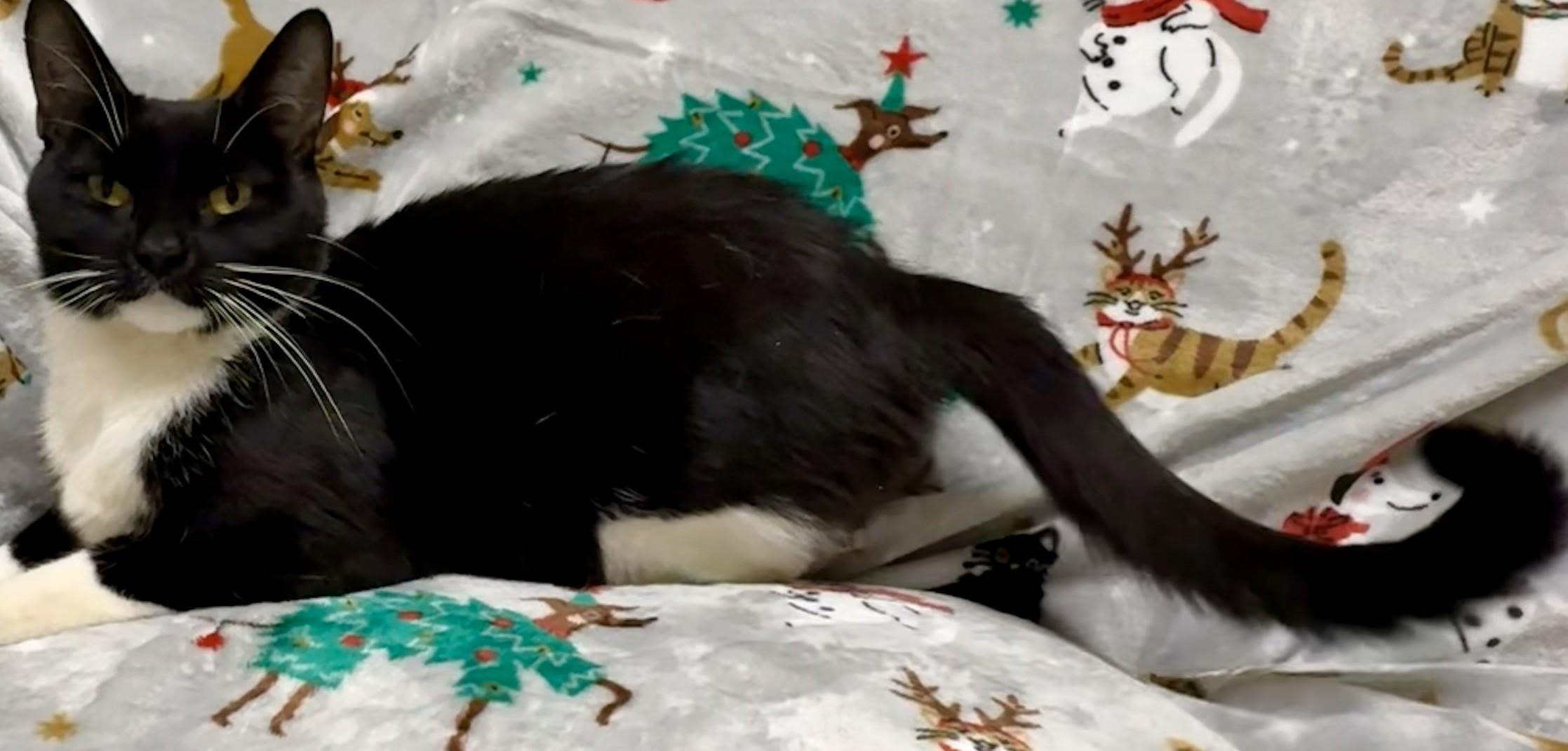 Oreo, ADOPTABLE, Adult Female Domestic Short Hair.