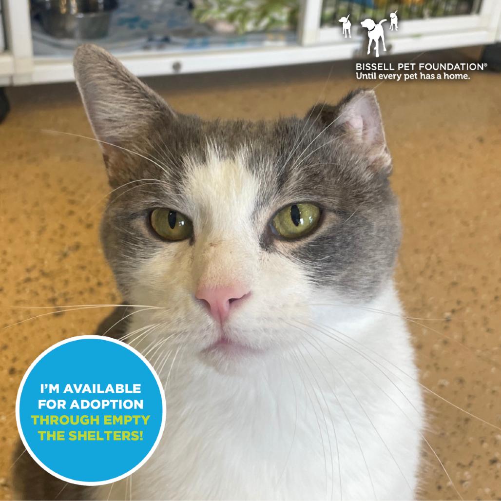 Enlarge Gabriel, a Adoptable Domestic Short Hair in Chicago, IL image 1/5