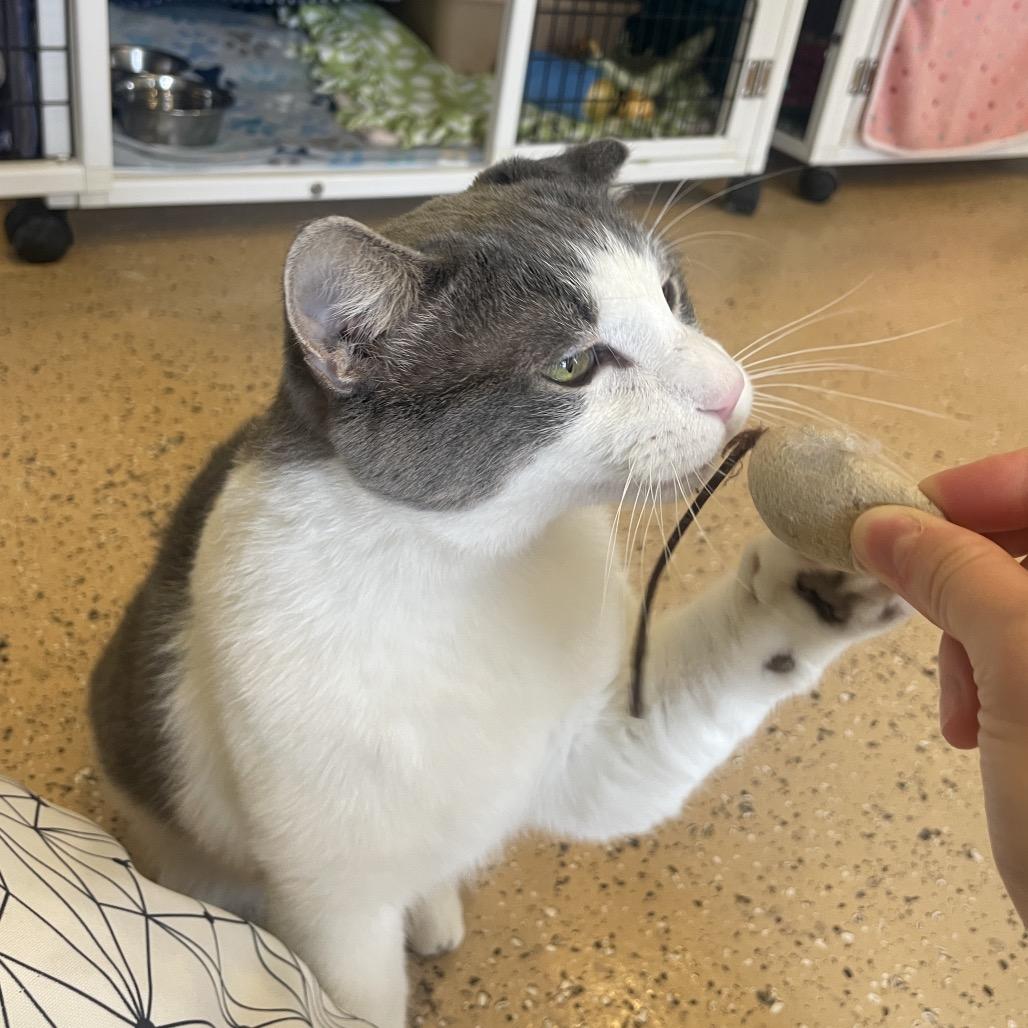 Enlarge Gabriel, a Adoptable Domestic Short Hair in Chicago, IL image 2/5