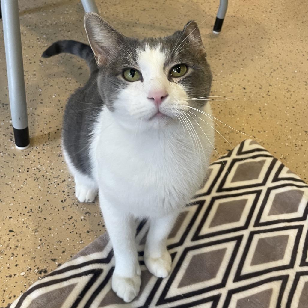 Enlarge Gabriel, a Adoptable Domestic Short Hair in Chicago, IL image 3/5