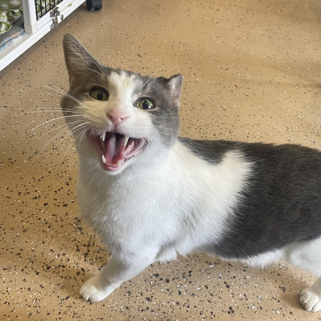 Enlarge Gabriel, a Adoptable Domestic Short Hair in Chicago, IL image 4/5
