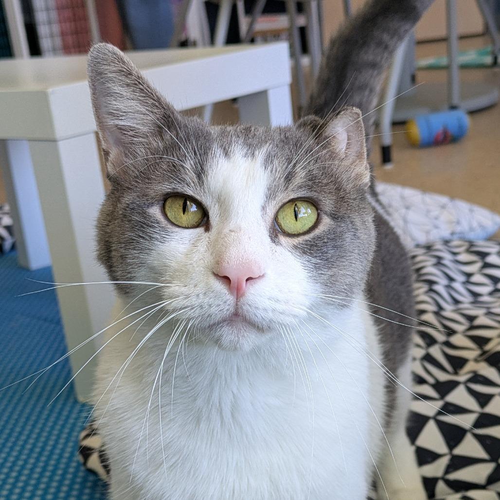 Enlarge Gabriel, a Adoptable Domestic Short Hair in Chicago, IL image 5/5