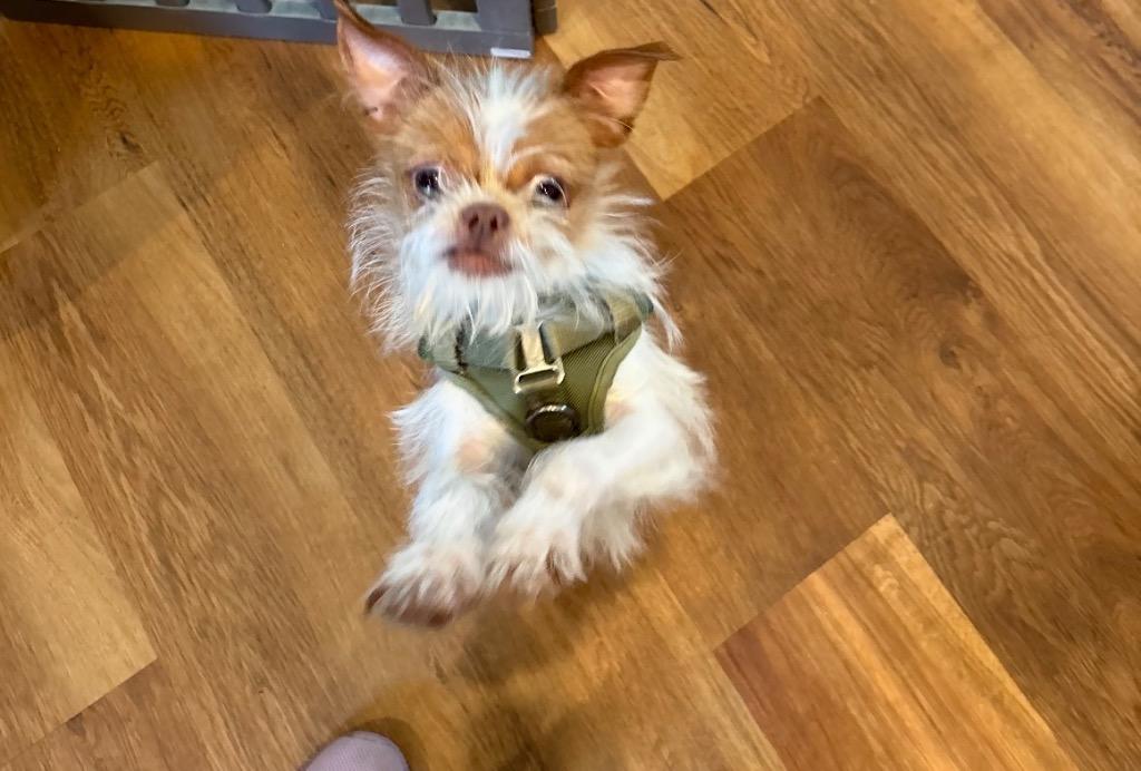 Solomon, Adopted, Young Male Shih Tzu & Chihuahua.