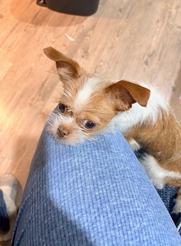 Enlarge Solomon, a Adopted mixed breed in Little Rock, AR image 2/2