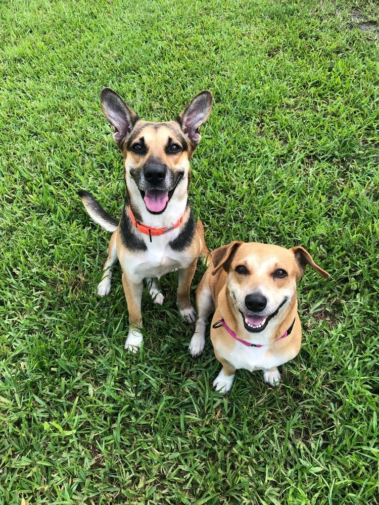 Misty, Adoptable, Adult Female Corgi.
