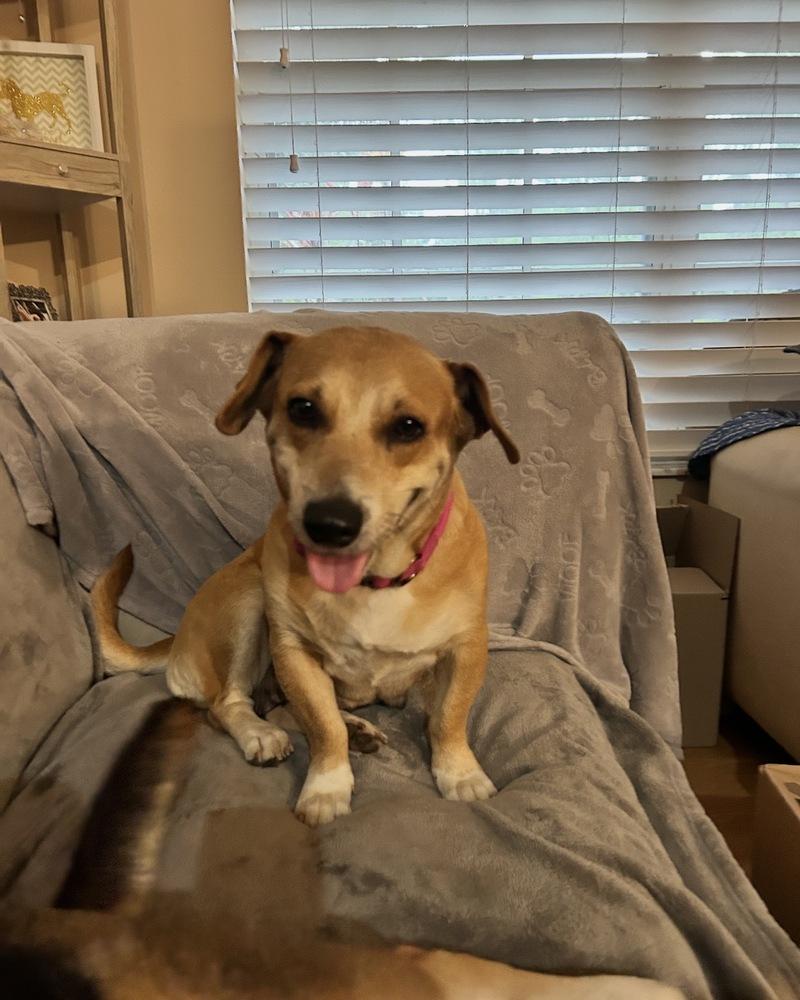 Misty, a Adoptable mixed breed in West Palm Beach, FL image 2/6