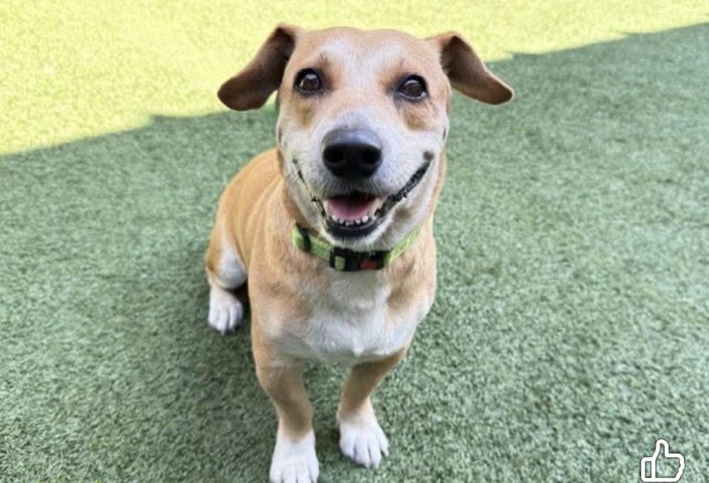Misty, a Adoptable mixed breed in West Palm Beach, FL image 3/6