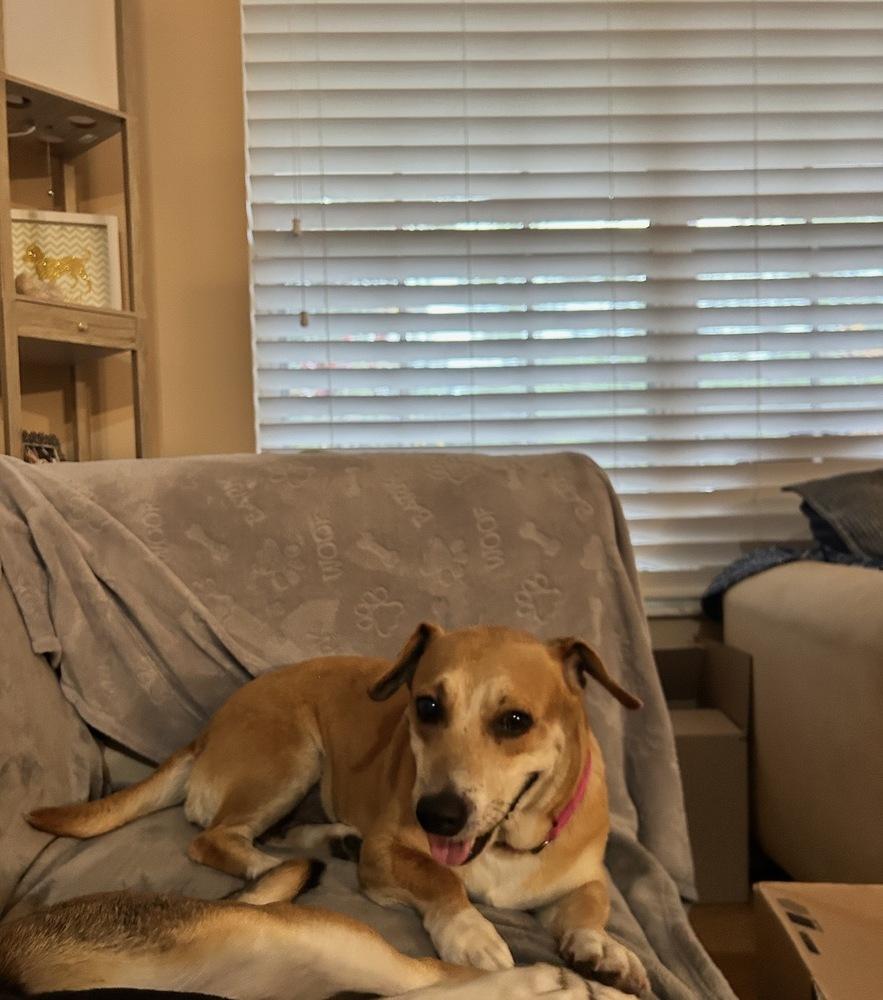 Misty, a Adoptable mixed breed in West Palm Beach, FL image 6/6