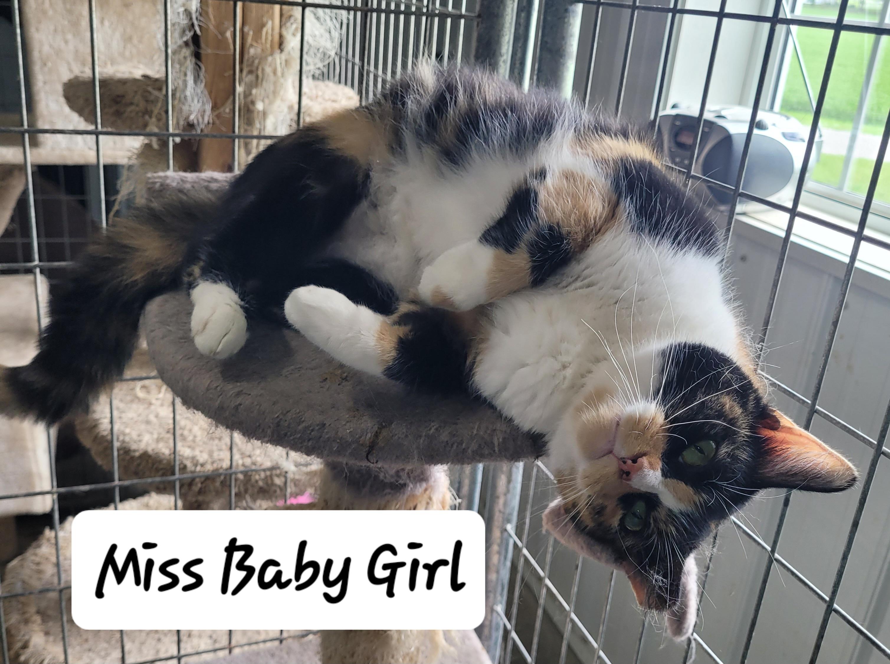 Miss Baby Girl, Adult Female unknown