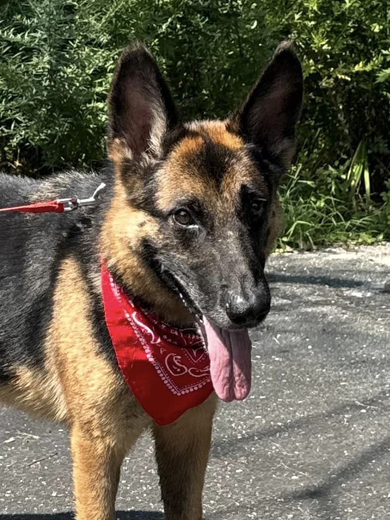 Enlarge Adazy, a Adoptable German Shepherd Dog in Old Westbury, NY image 1/6