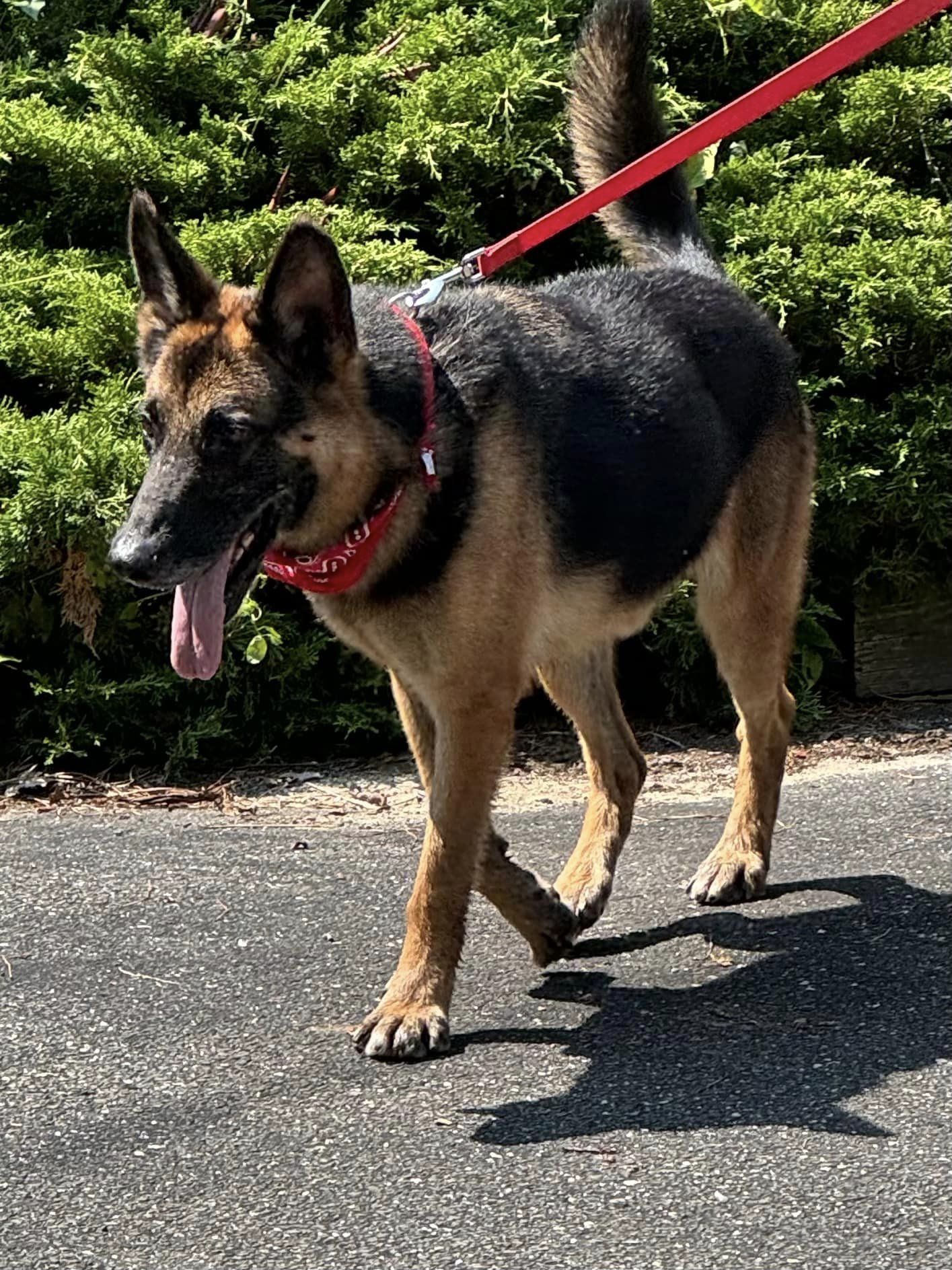 Enlarge Adazy, a Adoptable German Shepherd Dog in Old Westbury, NY image 2/6