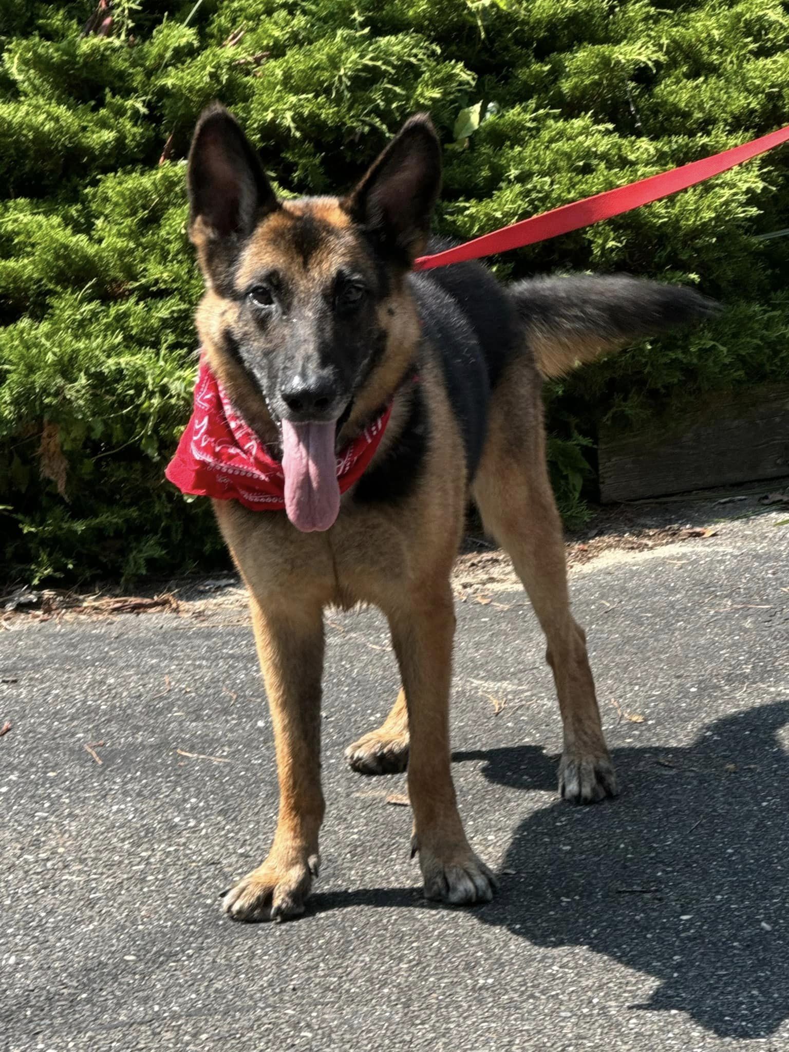 Enlarge Adazy, a Adoptable German Shepherd Dog in Old Westbury, NY image 3/6
