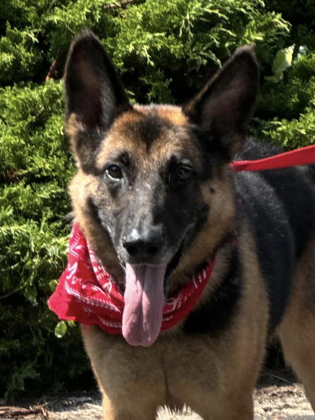 Enlarge Adazy, a Adoptable German Shepherd Dog in Old Westbury, NY image 4/6