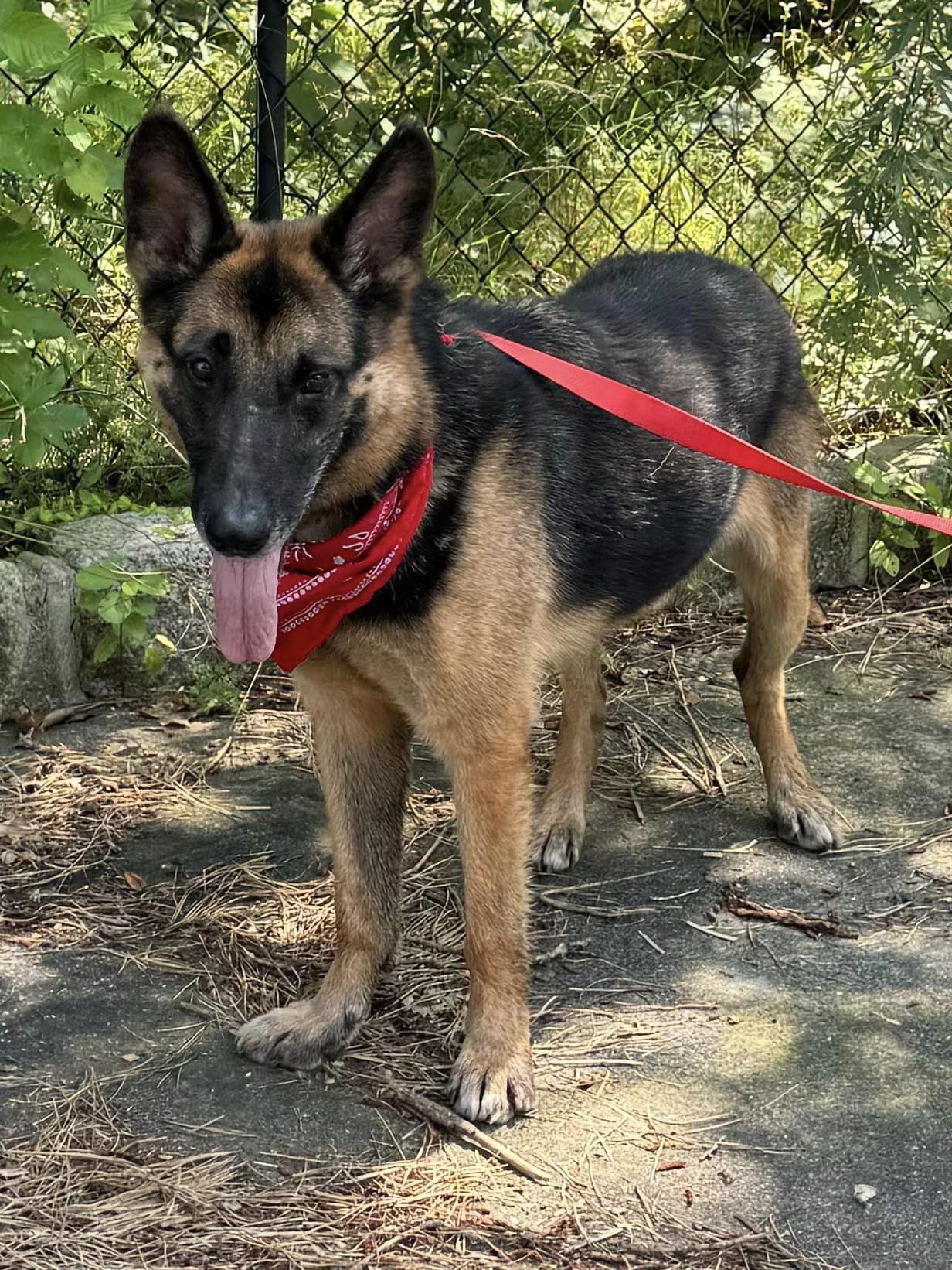 Enlarge Adazy, a Adoptable German Shepherd Dog in Old Westbury, NY image 5/6