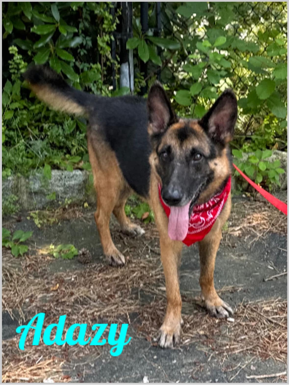 Enlarge Adazy, a Adoptable German Shepherd Dog in Old Westbury, NY image 6/6