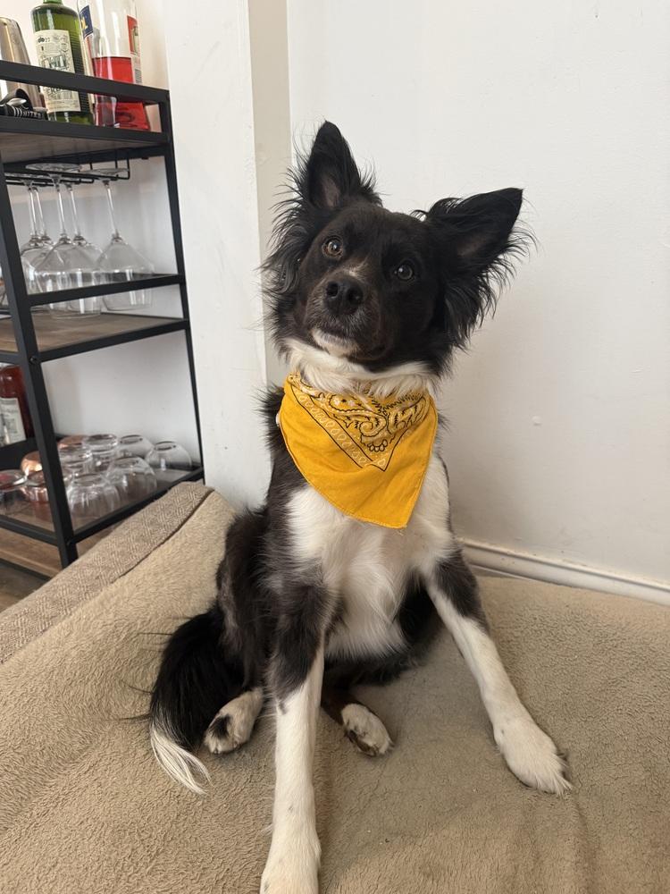 0998 Mollie, Adoptable, Young Female Border Collie & Australian Shepherd.