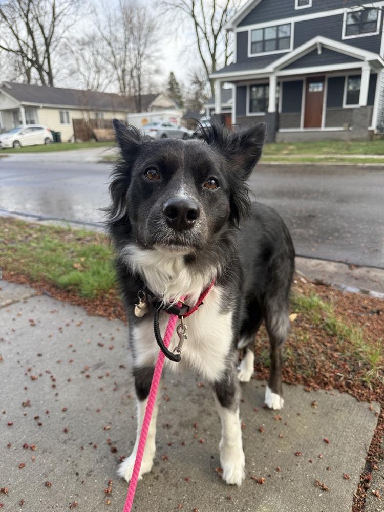 Enlarge 0998 Mollie, a Adoptable mixed breed in Madison Heights, MI image 2/4