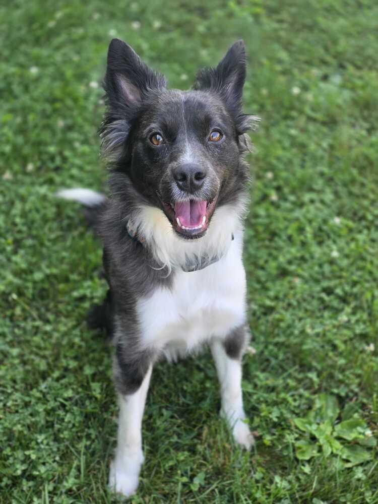 Enlarge 0998 Mollie, a Adoptable mixed breed in Madison Heights, MI image 3/4