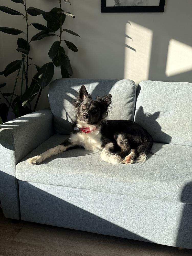 Enlarge 0998 Mollie, a Adoptable mixed breed in Madison Heights, MI image 4/4