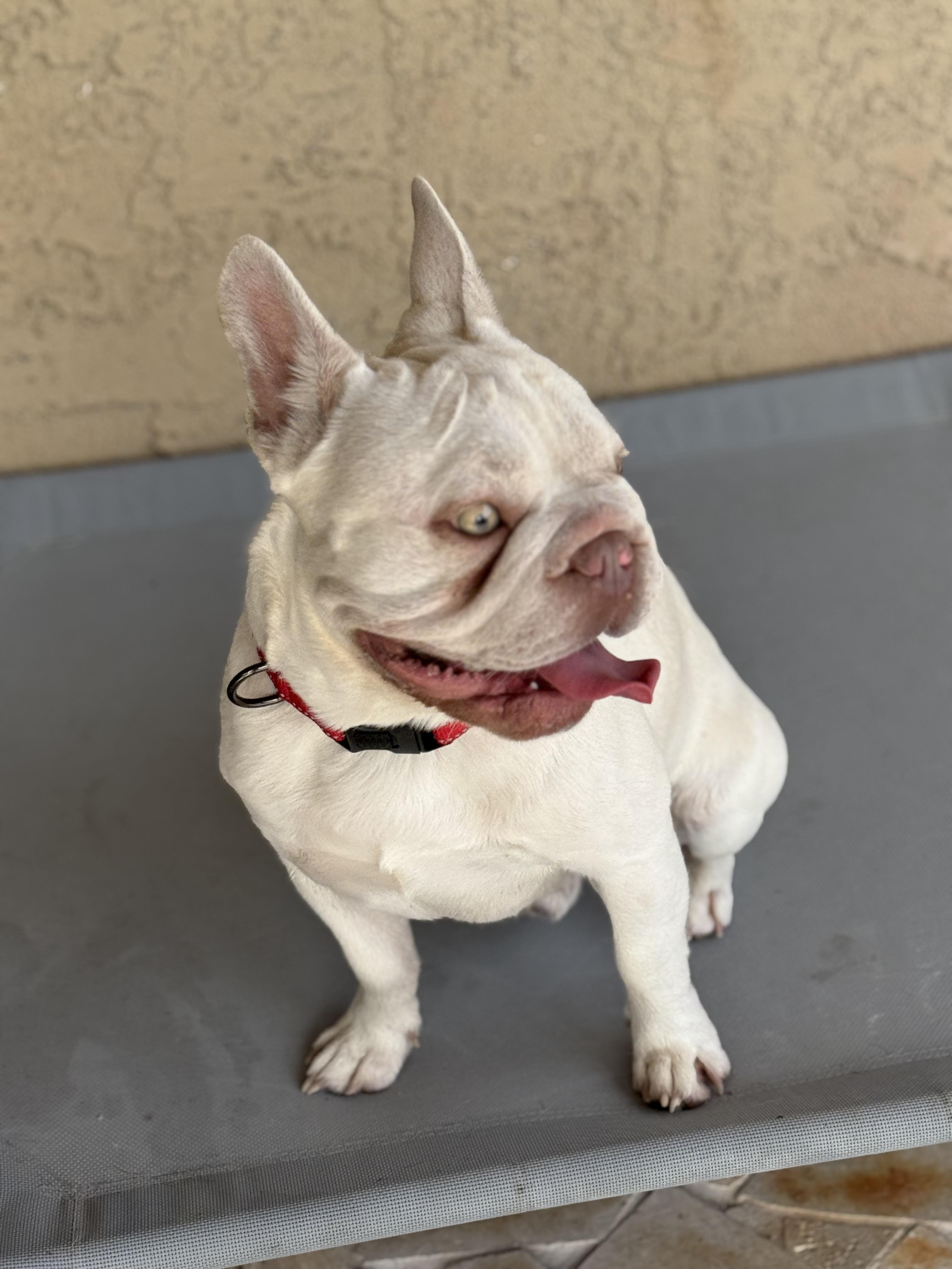 Tuco, Adoptable, Adult Male French Bulldog.