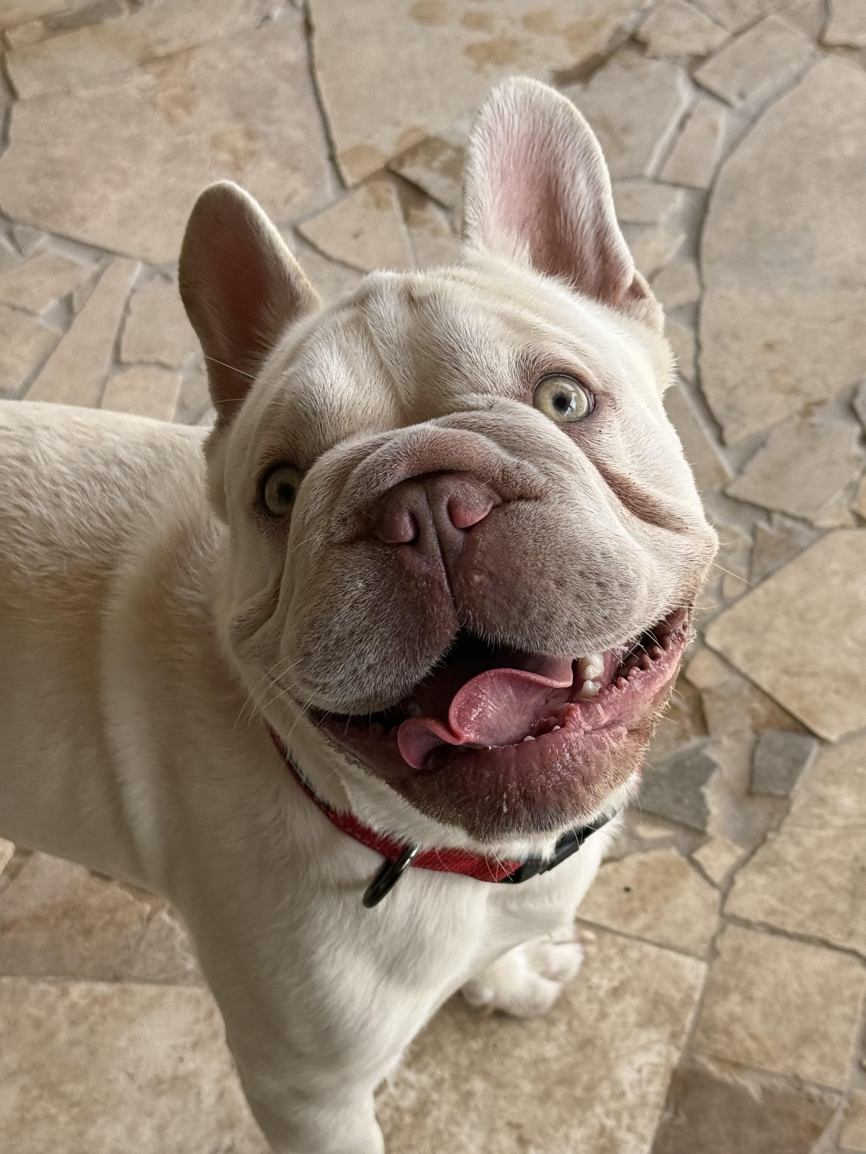Tuco, a Adoptable French Bulldog in Mesa, AZ image 3/6