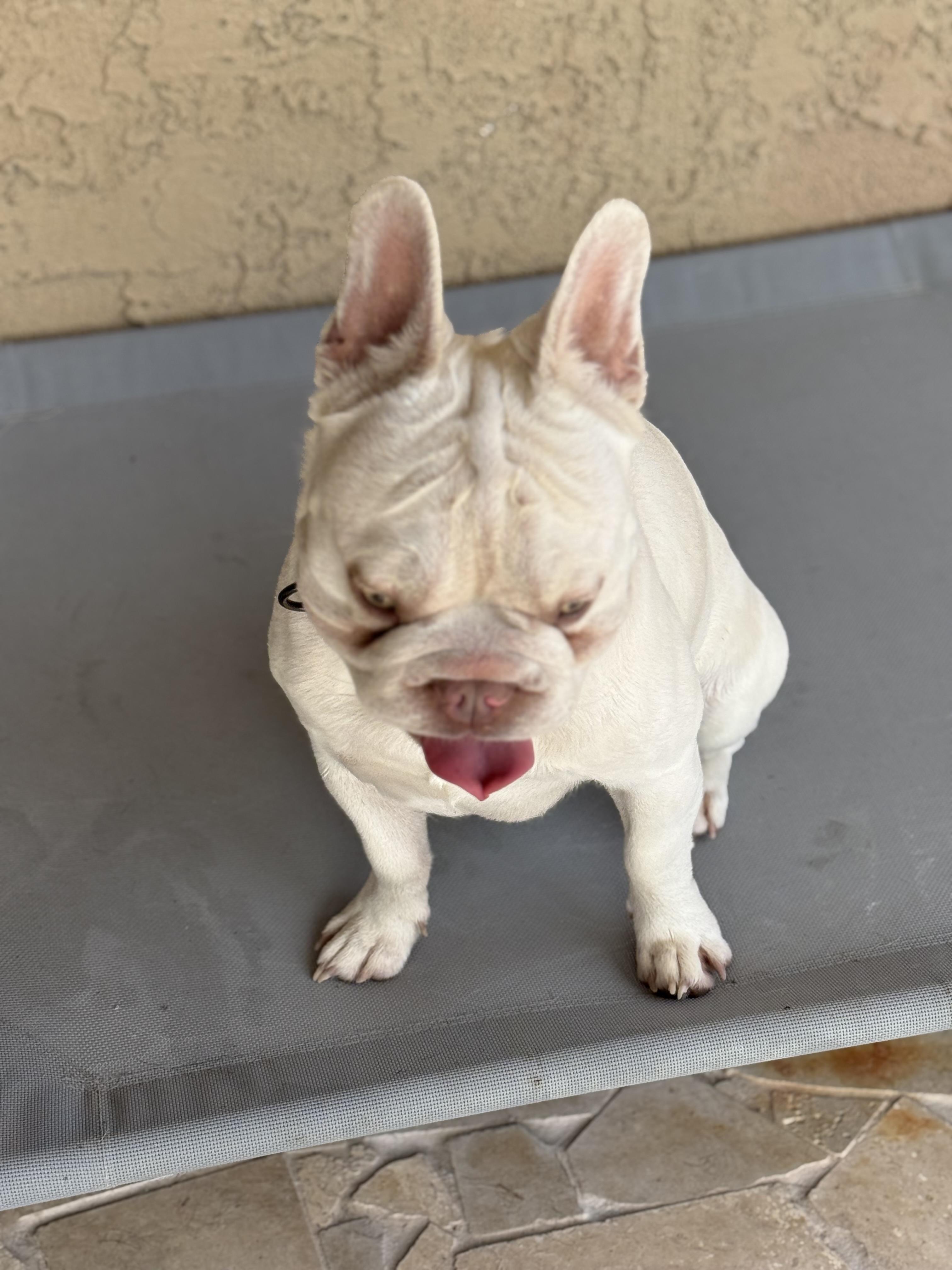 Tuco, a Adoptable French Bulldog in Mesa, AZ image 4/6