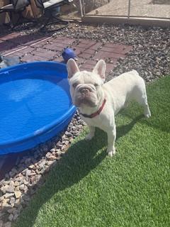 Tuco, a Adoptable French Bulldog in Mesa, AZ image 6/6