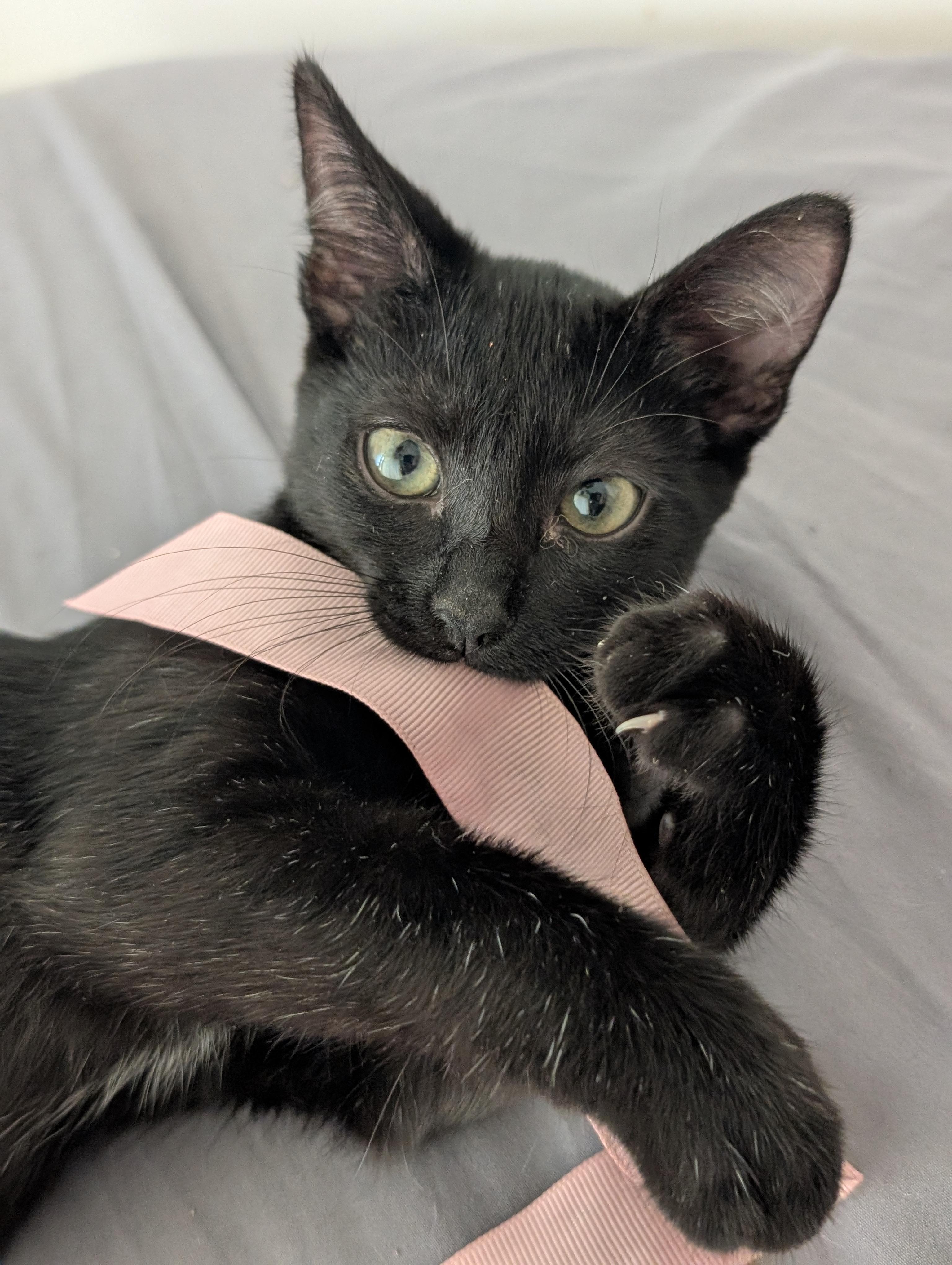 Enlarge Coco Puff, a Adoptable Domestic Short Hair in Honolulu, HI image 2/6