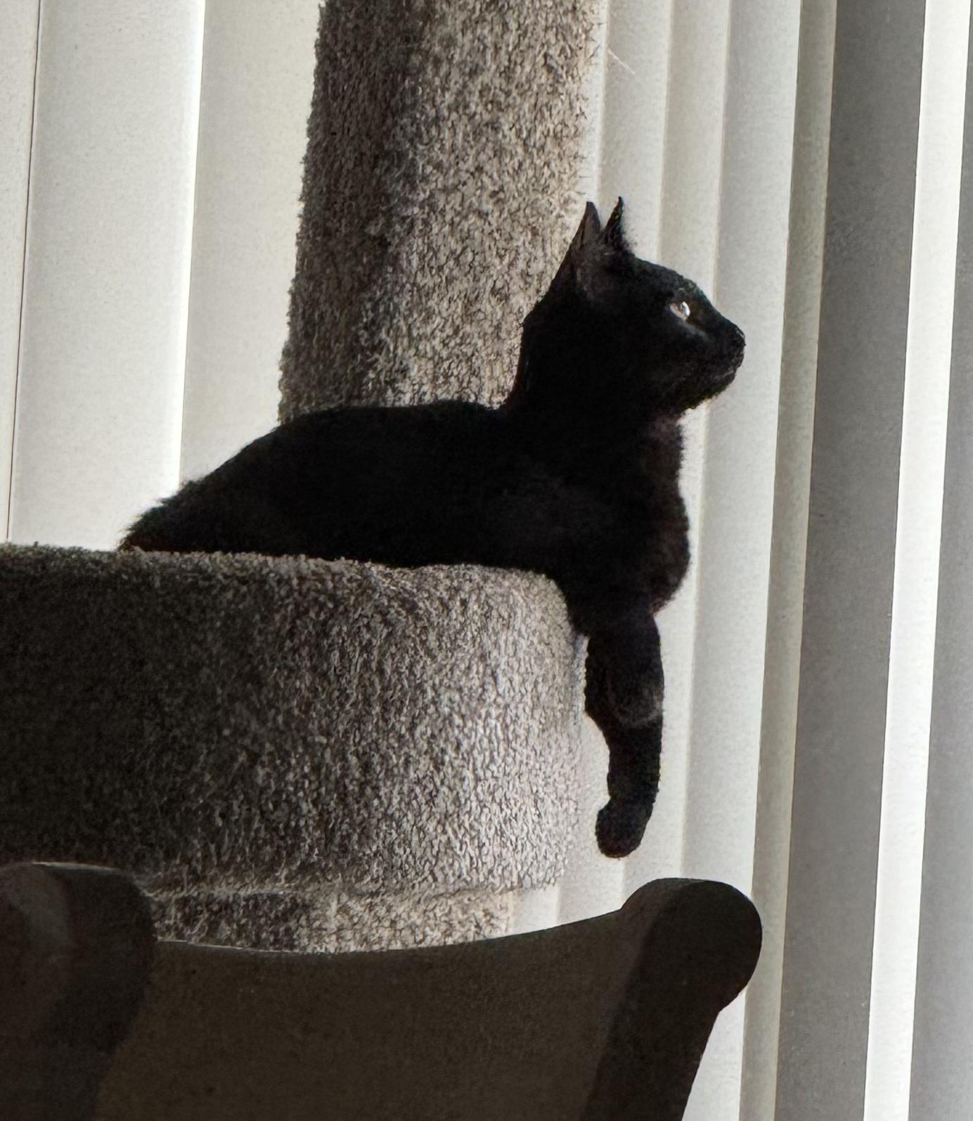 Enlarge Coco Puff, a Adoptable Domestic Short Hair in Honolulu, HI image 6/6