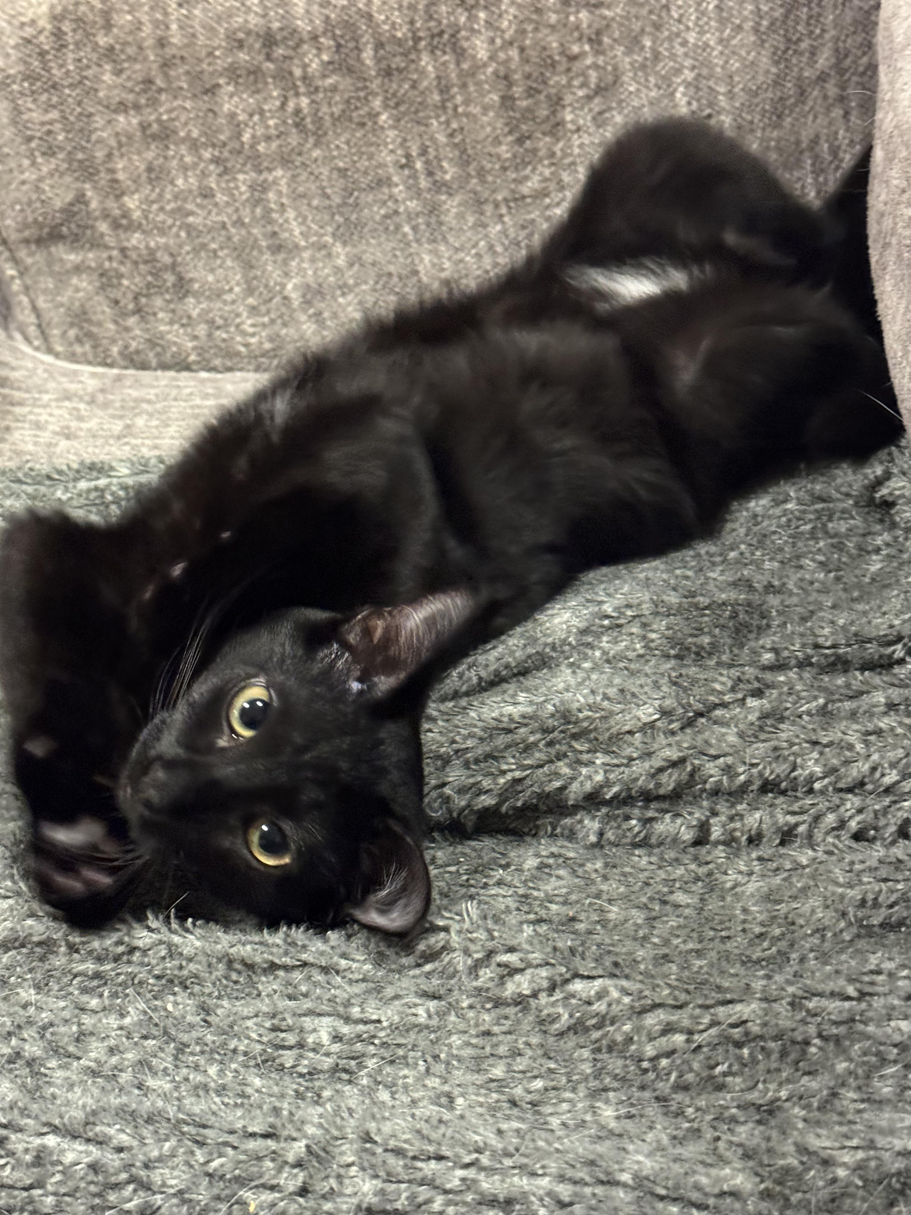 Enlarge Coco Puff, a Adoptable Domestic Short Hair in Honolulu, HI image 1/6