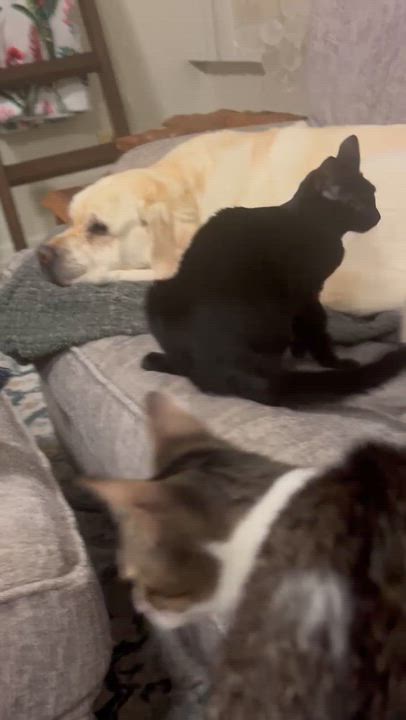 Enlarge Coco Puff, a Adoptable Domestic Short Hair in Honolulu, HI video 5/6