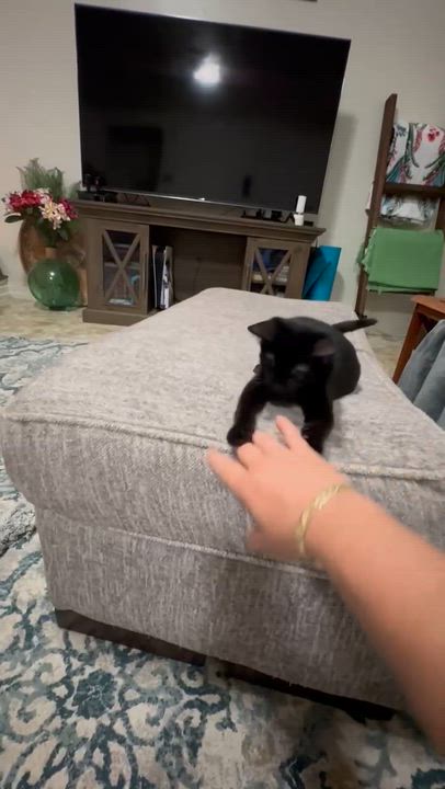 Enlarge Coco Puff, a Adoptable Domestic Short Hair in Honolulu, HI video 4/6