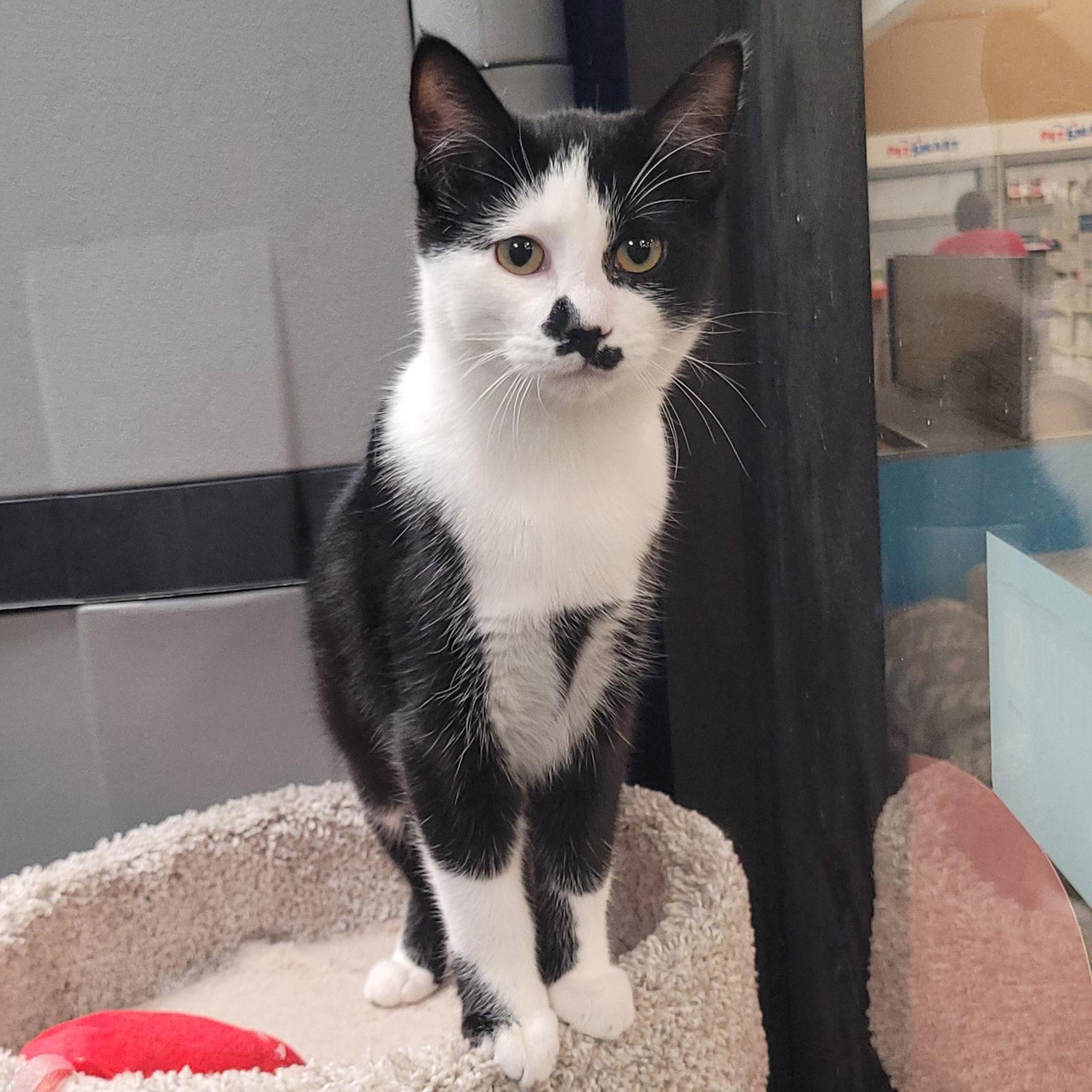 Harli, Adoptable, Kitten Female Domestic Short Hair.