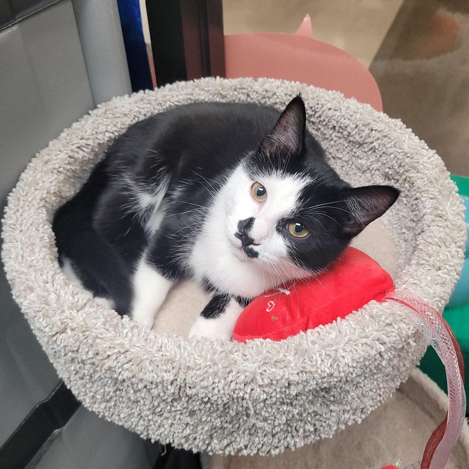 Enlarge Harli, a Adoptable Domestic Short Hair in Akron, OH image 2/3