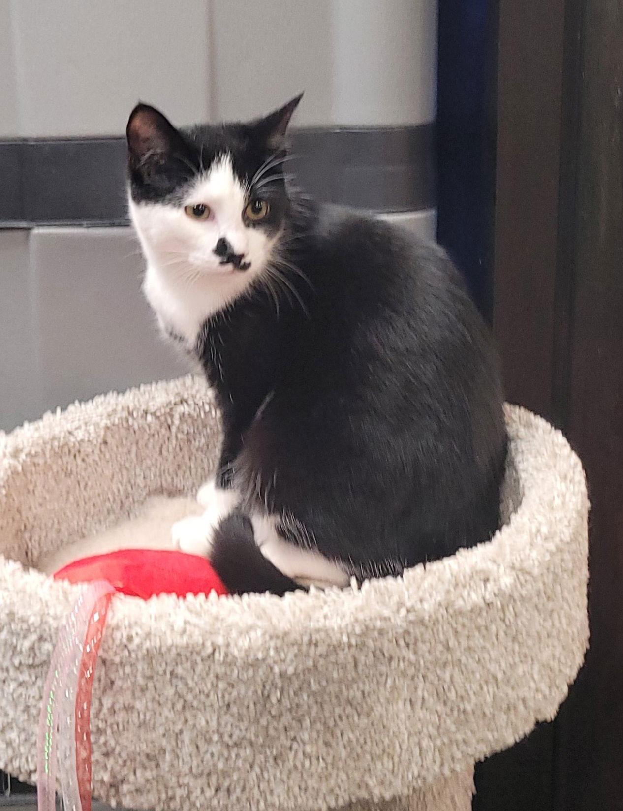 Enlarge Harli, a Adoptable Domestic Short Hair in Akron, OH image 3/3