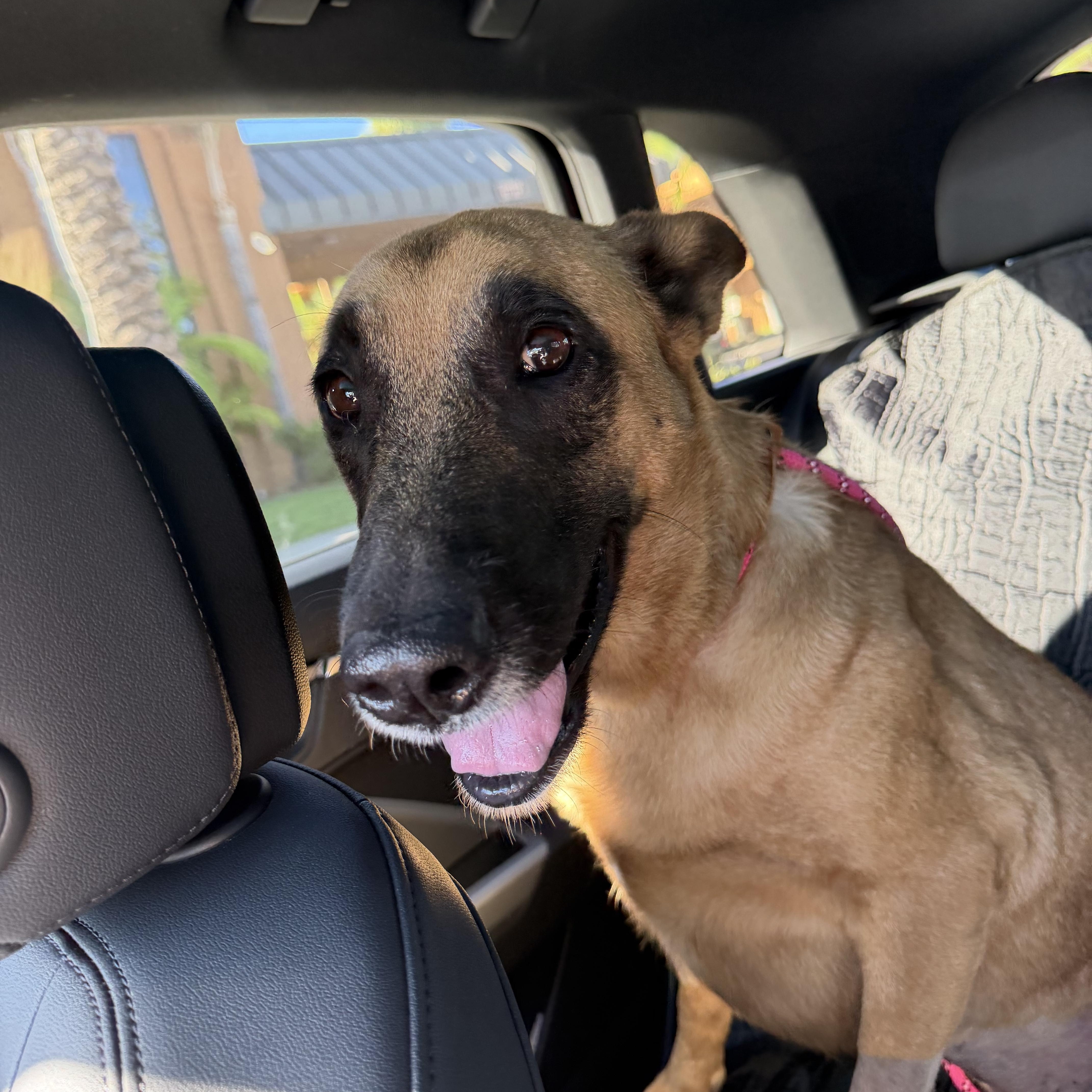 Enlarge Nona, a Adoptable mixed breed in Van Nuys, CA image 4/5