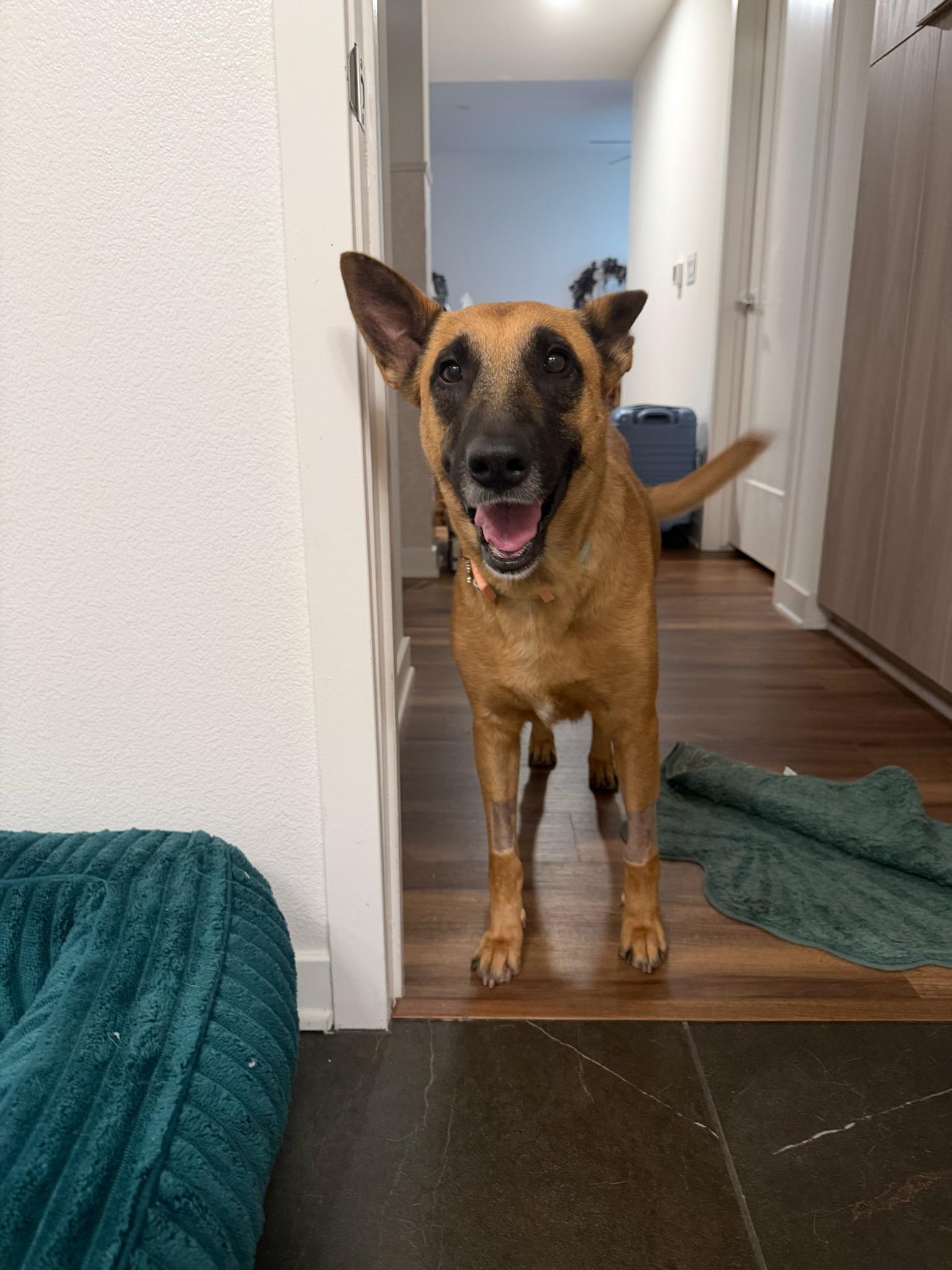 Nona, Adoptable, Adult Female Belgian Shepherd / Malinois.